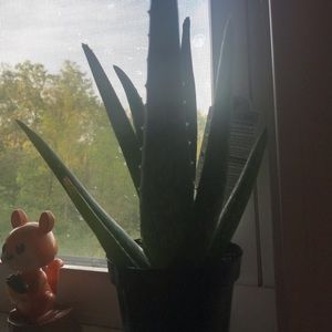 Meet your Posher, Faith